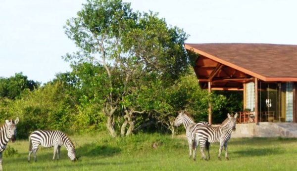 Mara-Simba-Lodge-600x346 Mara-Simba-Lodge-600x346