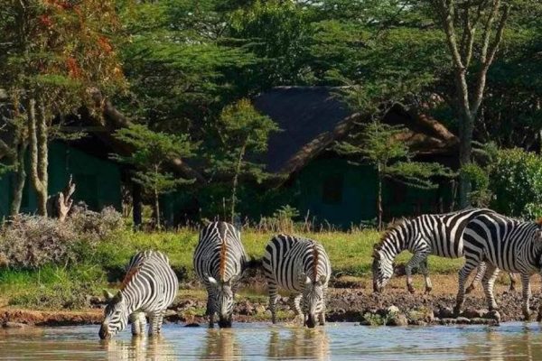 Zebras Zebras