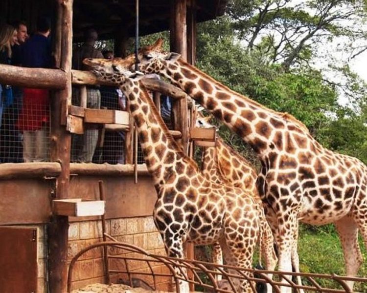 giraffe-center-nairobi-1024x683 giraffe-center-nairobi-1024x683