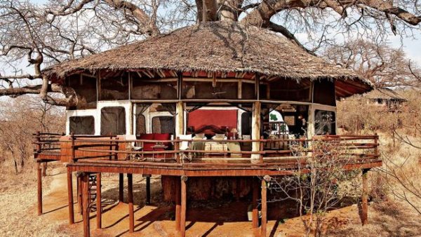 tarangire-treetops-600x338 tarangire-treetops-600x338